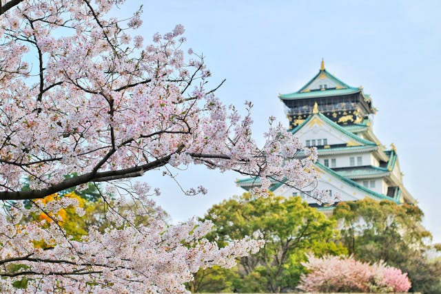 Die Osaka-Burg in Japan, ein historisches und prachtvolles Bauwerk mit typisch japanischer Architektur, ragt majestätisch hinter blühenden Kirschblüten hervor. Die Burg ist von grünen Bäumen und einer ruhigen Umgebung umgeben, was ihre Bedeutung als kulturelles und geschichtliches Wahrzeichen unterstreicht. Die zarten Kirschblüten im Vordergrund kontrastieren wunderschön mit den kräftigen Strukturen der Burg und machen Osaka während der Kirschblütenzeit zu einem beliebten Ziel auf einer Japan Rundreise.