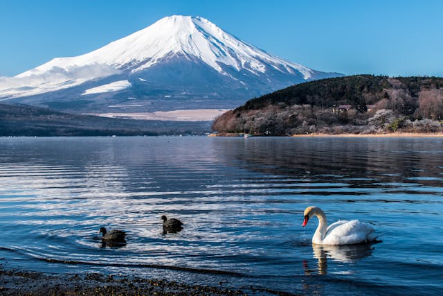 Ein atemberaubender Blick auf den majestätischen Mount Fuji, den höchsten Berg Japans, mit seinem schneebedeckten Gipfel, der sich im klaren Wasser des Yamanaka-Sees, einem der Fuji Five Lakes, spiegelt. Im Vordergrund gleitet ein eleganter Schwan friedlich über die Wasseroberfläche, begleitet von zwei Enten. Der Fuji, symbolträchtig und ikonisch, erhebt sich in den strahlend blauen Himmel und ist umgeben von einer friedlichen Landschaft, die zum Entspannen und Genießen einlädt. Die Szene vermittelt Ruhe und die unvergleichliche Schönheit der japanischen Natur – ein Highlight jeder Japan Rundreise.