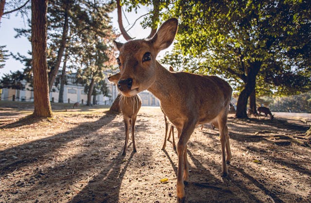 Ein freundliches Reh steht im Nara-Park in Japan im Sonnenlicht und blickt direkt in die Kamera. Im Hintergrund sind weitere Hirsche zu sehen, die frei durch den Park laufen, umgeben von hohen Bäumen, die für Schatten sorgen. Der Nara-Park ist bekannt für seine zahmen Hirsche, die sich gerne von Besuchern füttern lassen und als heilig gelten. Dieses Natur- und Kulturerlebnis macht Nara, nur eine kurze Zugfahrt von Kyoto entfernt, zu einem beliebten Ausflugsziel auf einer Japan Rundreise.