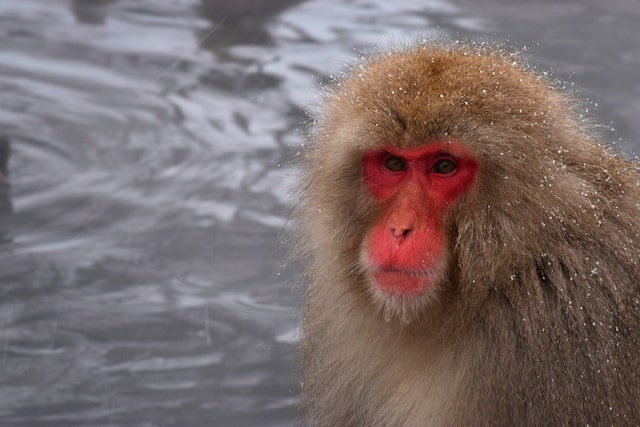 Japanischer Makake, auch bekannt als „Snow Monkey“, mit rötlichem Gesicht und dickem, dichtem Fell, der in einer heißen Quelle im Jigokudani Monkey Park in Nagano badet. Kleine Schneeflocken sind auf seinem Fell sichtbar, was die winterliche Atmosphäre betont. Diese Affen sind berühmt dafür, sich in den heißen Quellen zu wärmen und ziehen viele Besucher und Fotografen an, die auf ihrer Japan Rundreise einzigartige Natur- und Tierbeobachtungen suchen.